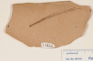 Pinus. Showing 3 needle fasicle. From Princeton, BC. Age M. Eocene. 