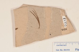 Pinus. showing fasicle of leaves, collected by M. Wilson, 1975. From Smithers, BC. Age M.Eocene. 