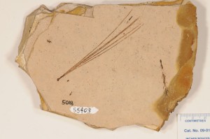 Pinus leaves. From Princeton, BC. Allenby Fm. Age M. Eocene.