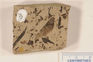 Pseudolarix americana. From Republic, WA, USA. Klondike Mt. Fm. Age Eocene.