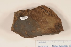 Elatocladus. From Alberta. Age U. Cretaceous.