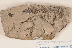 Cupressinocladus & Glyptostrobus europaeus. Holotype? From Smoky Tower, AB. Paskapoo Fm. Age Paleocene. 