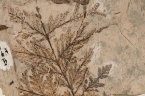 Cupressinocladus. Broken specimen. From Smoky Tower, AB. Age Paleocene.