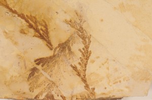 Cedar family. From McAbee site, BC. Age M. Eocene.