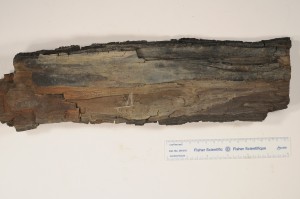 Taxodioxylon (Metasequoia). From Drumheller, AB. Age U. Cretaceous.