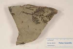 Metasequoia occidentalis. From Genesee, AB. Scollard Fm. Age Paleocene.