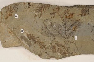 Metasequoia occidentalis. From Genesee, AB. Scollard Fm. Age Paleocene.