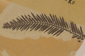 Metasequoia occidentalis. From Battle Bluff, BC. Age M.Eocene.
