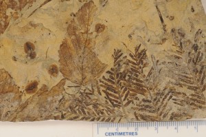 Metasequoia foxii and Paleocarpinus joffrensis. From Joffre Bridge, AB. Age Paleocene. 
