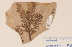 Taxodiophyllum. From Princeton, BC. Age M.Eocene.