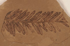 Taxodiophyllum. From China Creek, BC. Age M.Eocene.