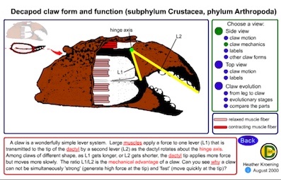 CrabClawAnim.jpg, 18K