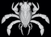 ChimaeraCrab.jpg