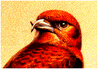 crossbill.GIF