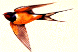 swallow.GIF