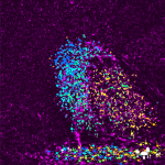 Super resolution image of synaptic proteins