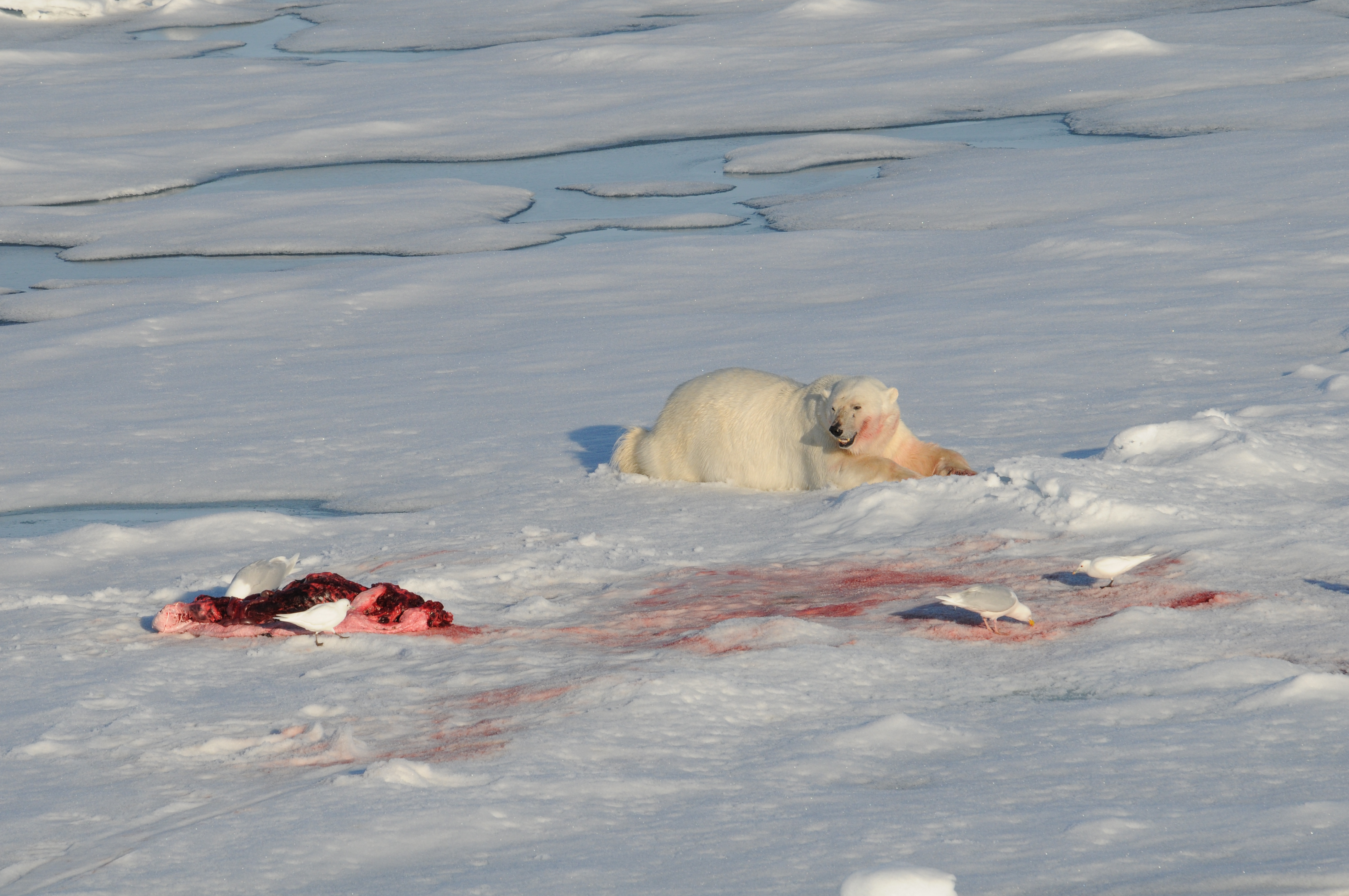 Polar bear hunting behaviour