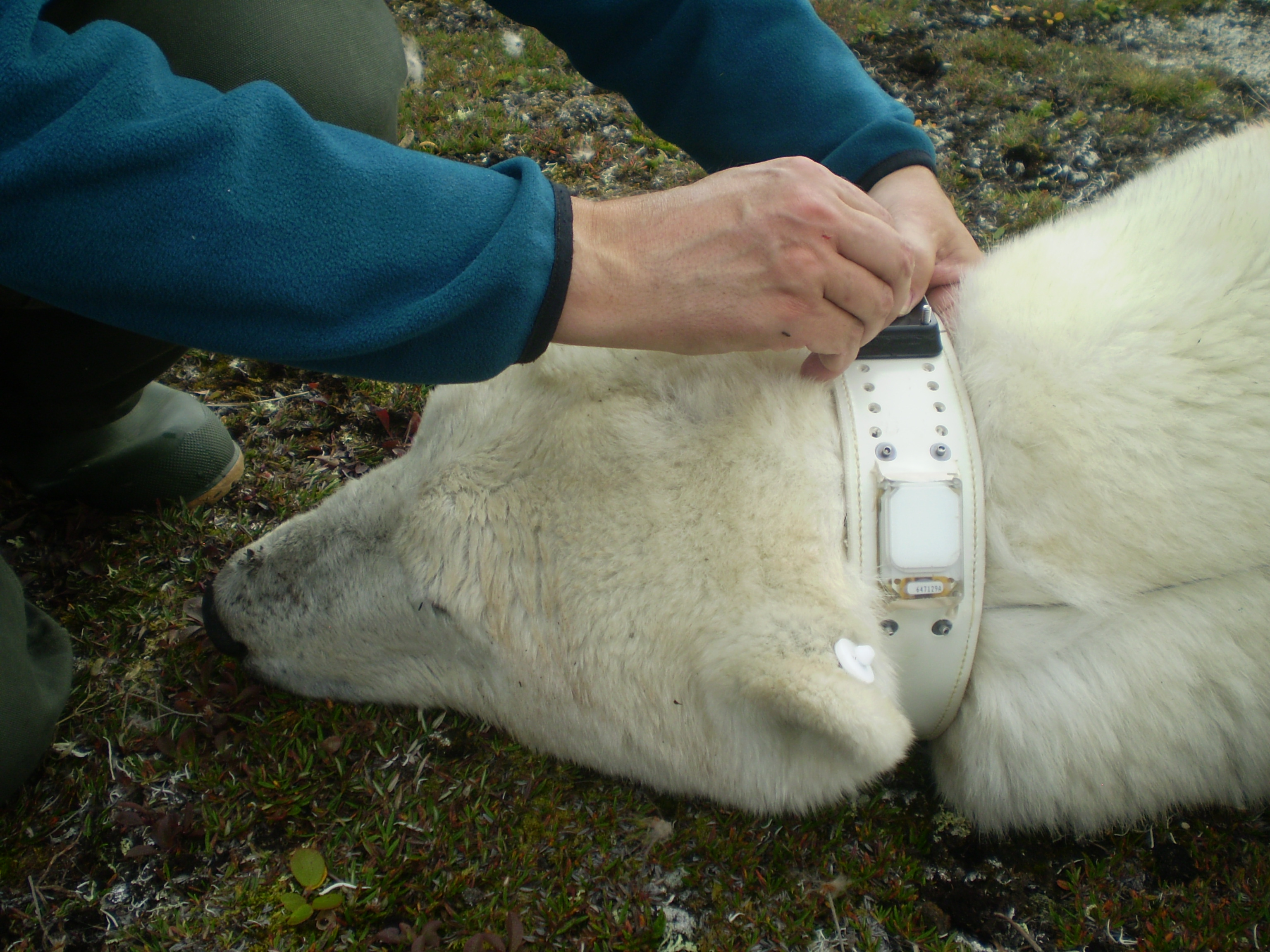 Satellite collars