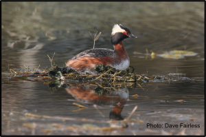 horned grebe with credit