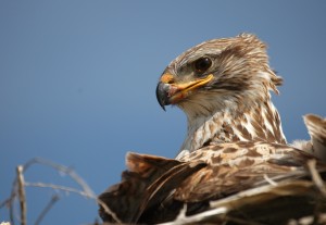 FEHA Female CloseUp
