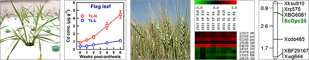 Cloning genes responsible for low grain cadmium concentration in durum wheat
