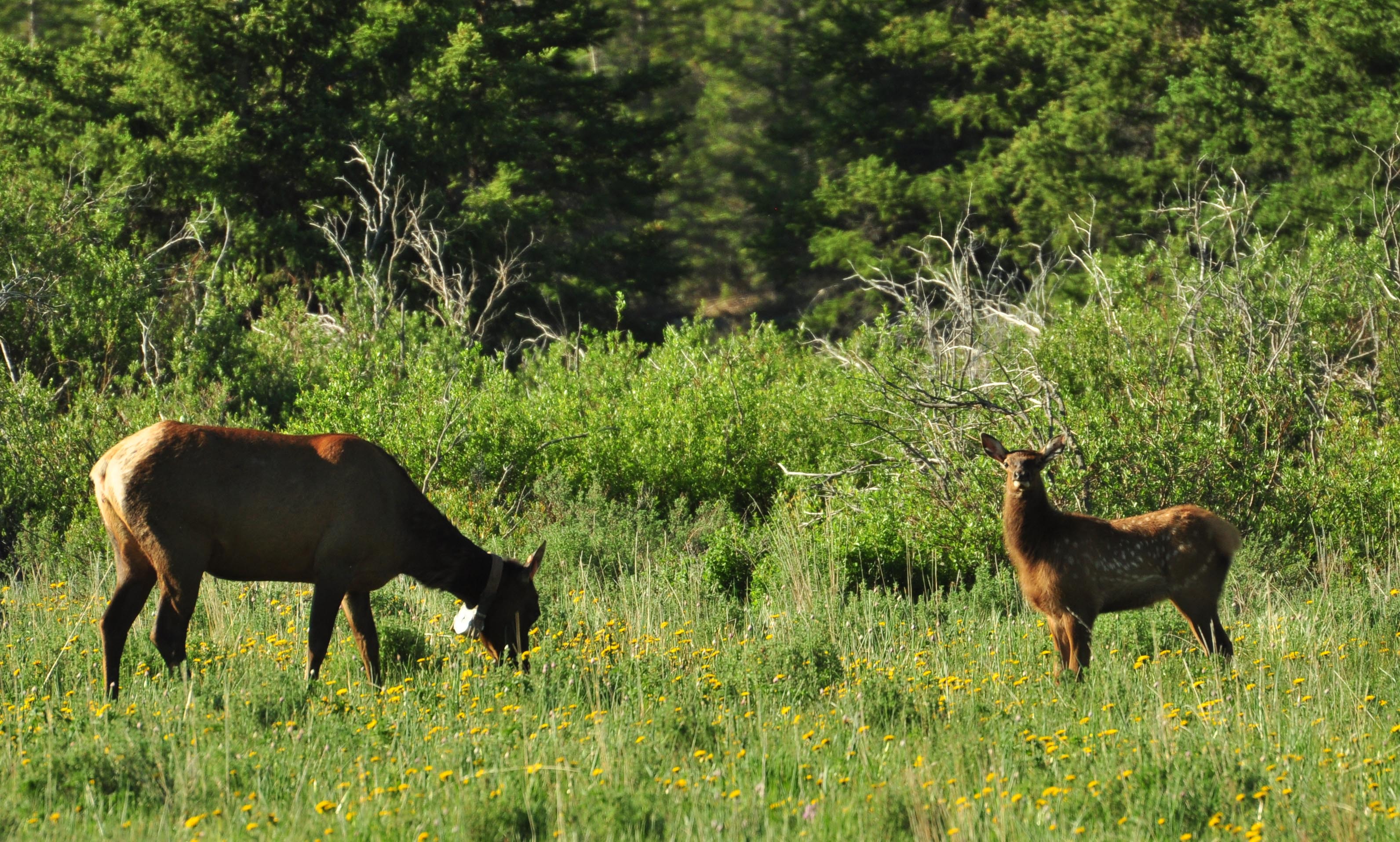 Elk calf cause-specific mortality