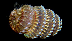 NereisSpiral-AA, 26K