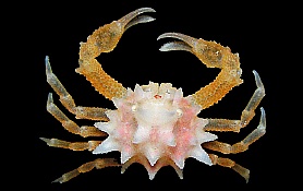 HeteronuciaSpinifera-AA, 21K