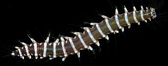 HesionePicta-AA, 18K