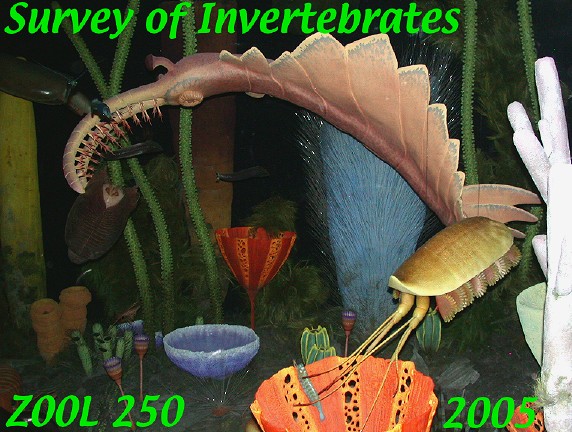 BurgessFauna.jpg, 100K