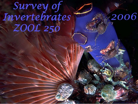 ReefInverts06.jpg, 124K