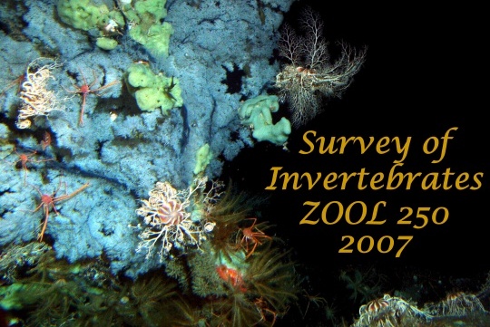 DeepWaterInverts07, 124K