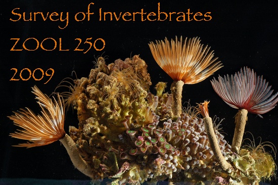 BenthicInverts09, 210K