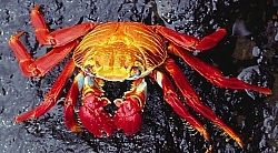 crab.jpg, 5K