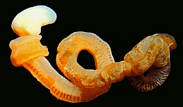 enteropneust.jpg, 4K