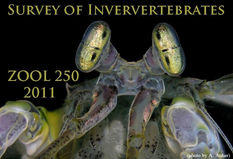 Squilla-AAnker, 110K