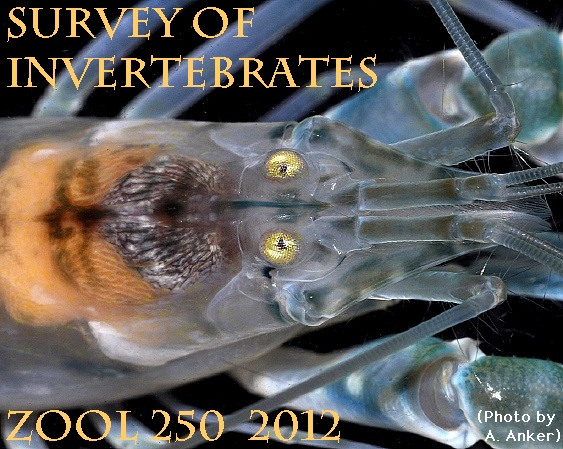 Alpheus-AAnker2012, 166K