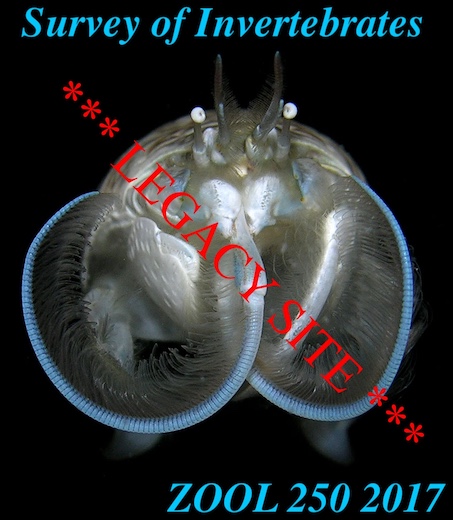 Emerita_AA2025.jpg, 89K