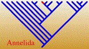 AnnelidaTREE.jpg, 13K