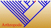 ArthropodaTREE.jpg, 13K