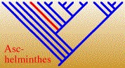 AschelminthesTREE.jpg, 13K