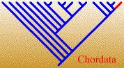 ChordataTREE.jpg, 13K