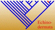 EchinodermataTREE.jpg, 13K