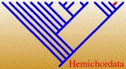 HemichordataTREE.jpg, 13K