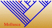 MolluscaTREE.jpg, 13K