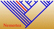 NemerteaTREE.jpg, 13K
