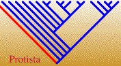 ProtistaTREE.jpg, 13K