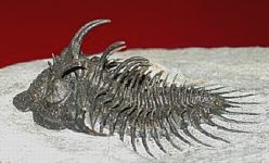 Trilobite