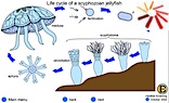 Scyphozoa-LC-fla.jpg, 11K