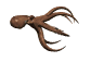 octopus_forward_sm_wht.gif, 14K